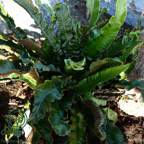 Asplenium scolopendrium, Hjortetunge