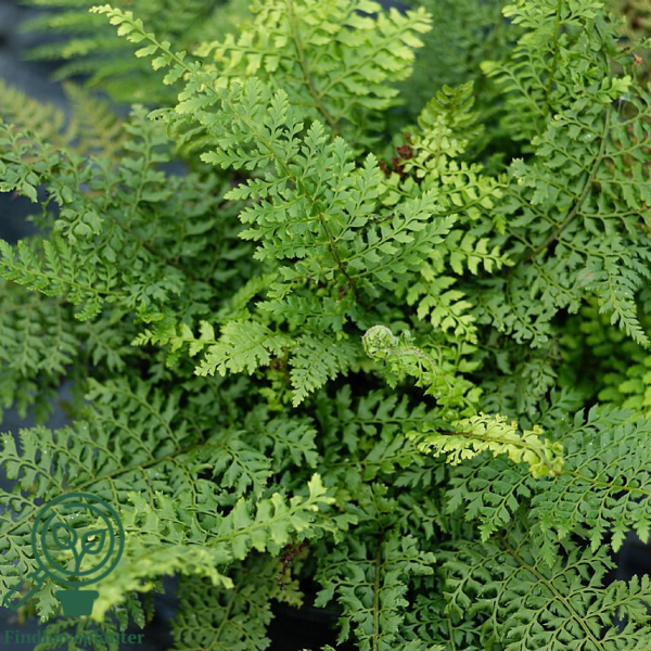 Polystichum setiferum ‘Herrenhausen’