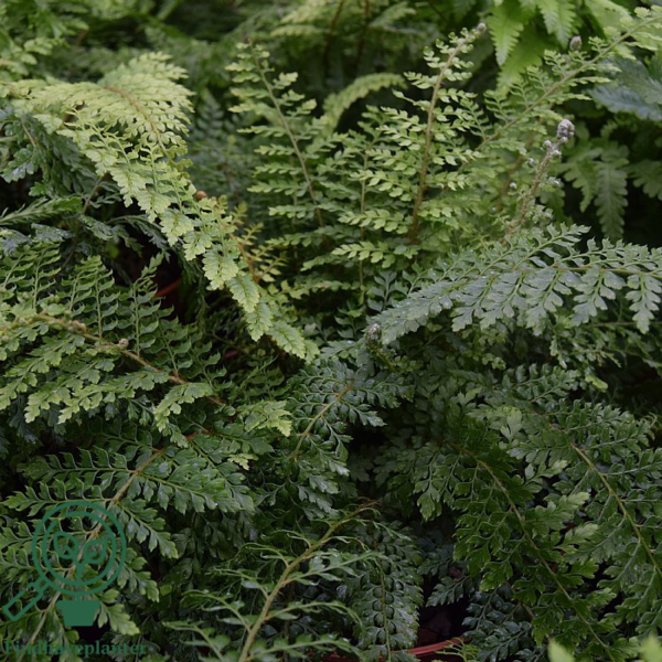 Polystichum setiferum ‘Herrenhausen’