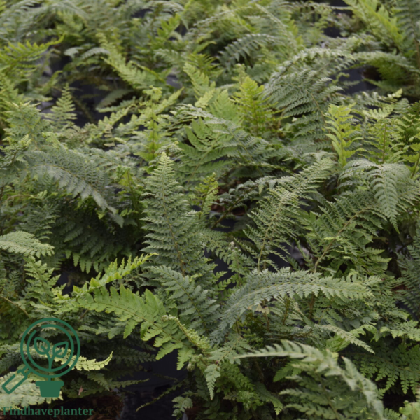 Polystichum setiferum ‘Herrenhausen’