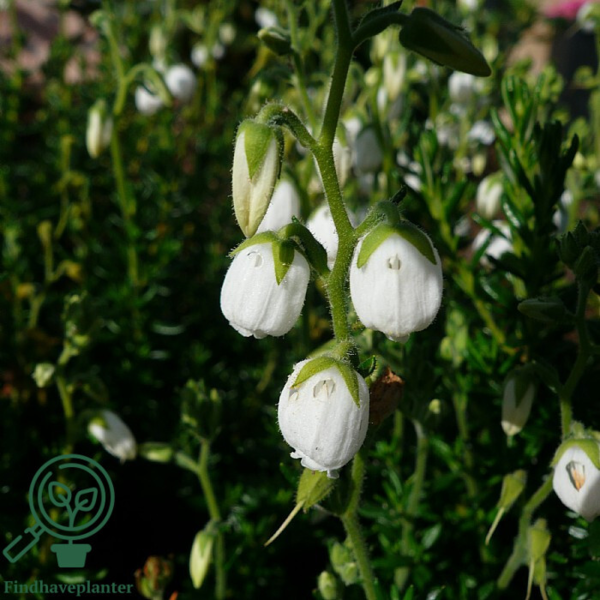 Daboecia cantabrica ’Alba’, Irsk lyng