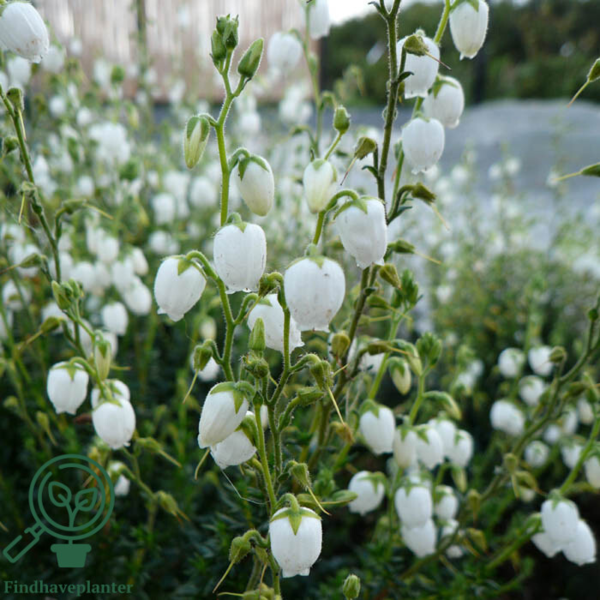 Daboecia cantabrica ’Alba’, Irsk lyng