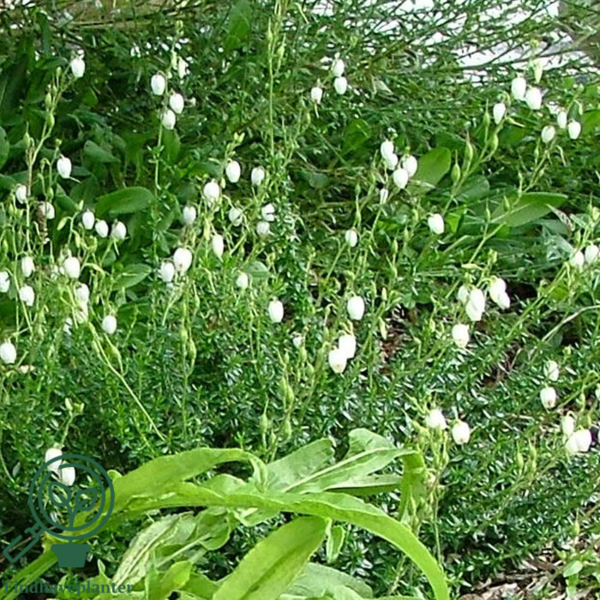 Daboecia cantabrica ’Alba’, Irsk lyng