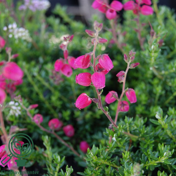 Daboecia cantabrica ´Angelina´, Irsk lyng