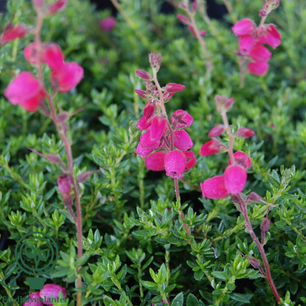 Daboecia cantabrica ´Angelina´, Irsk lyng