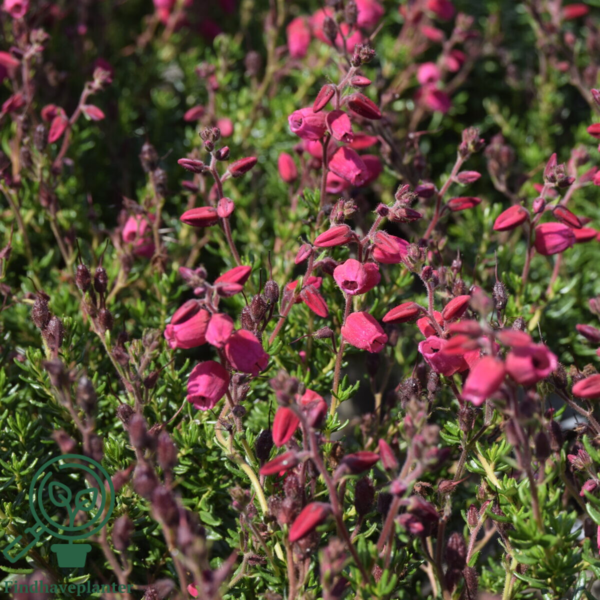 Daboecia cantabrica ´Angelina´, Irsk lyng