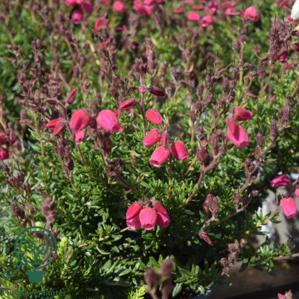 Daboecia cantabrica ´Angelina´, Irsk lyng