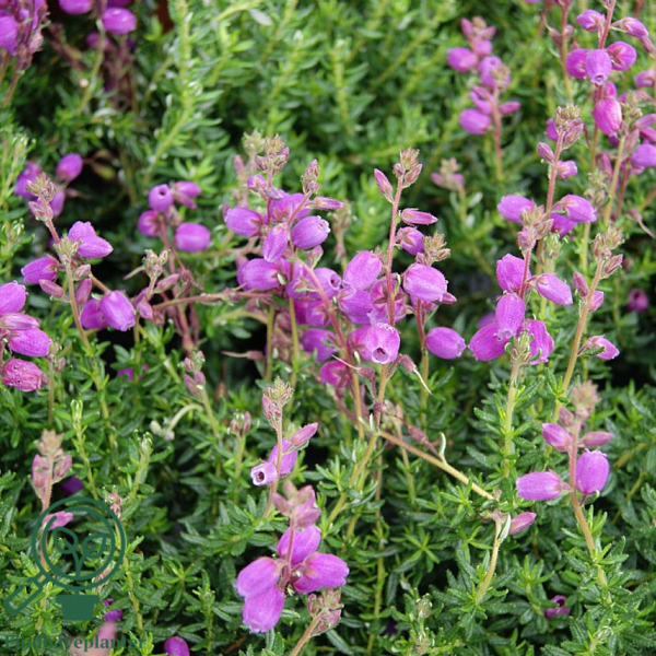 Daboecia cantabrica ´Vanessa´, Irsk lyng