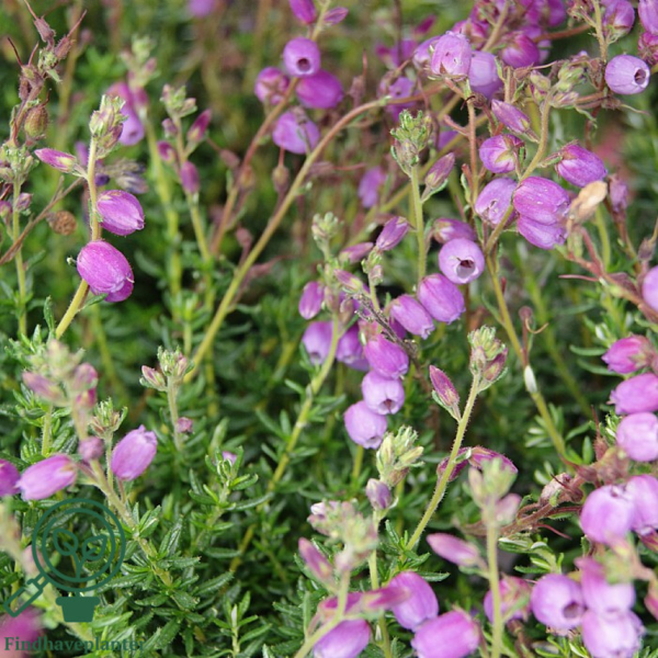 Daboecia cantabrica ´Vanessa´, Irsk lyng