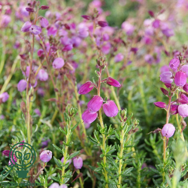 Daboecia cantabrica ´Vanessa´, Irsk lyng