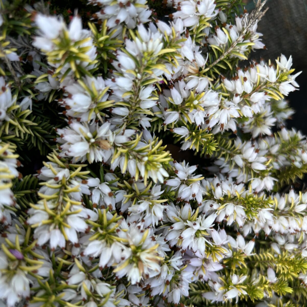 Erica carnea ’Golden Starlet’, Forårslyng