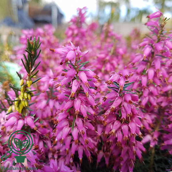 Erica carnea ’Rosalie’, Forårslyng