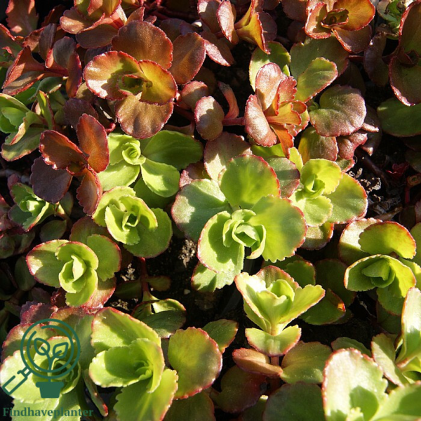 Sedum spurium 'Purpurteppich', Rød stenurt