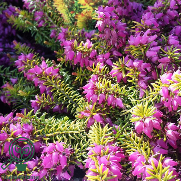 Erica carnea ’Whisky’, Forårslyng