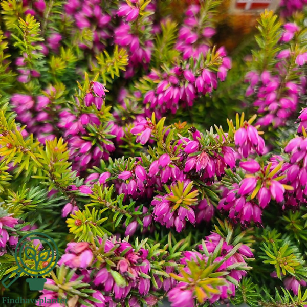 Erica carnea ’Whisky’, Forårslyng