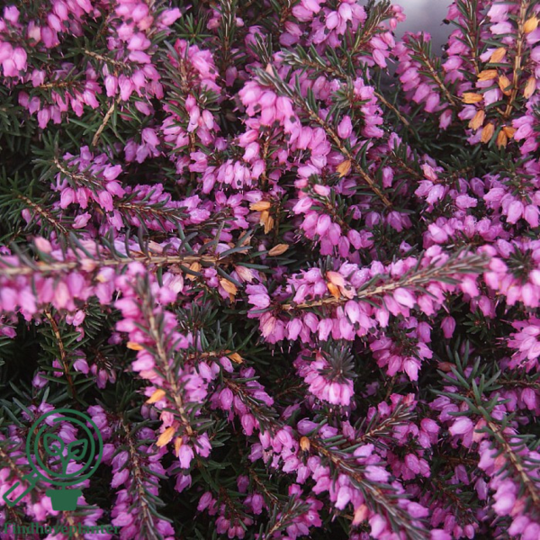 Erica x darleyensis ‘Kramer’s Rote‘