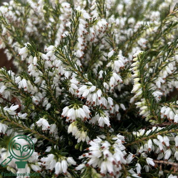 Erica x darleyensis ´Snow Surprise´
