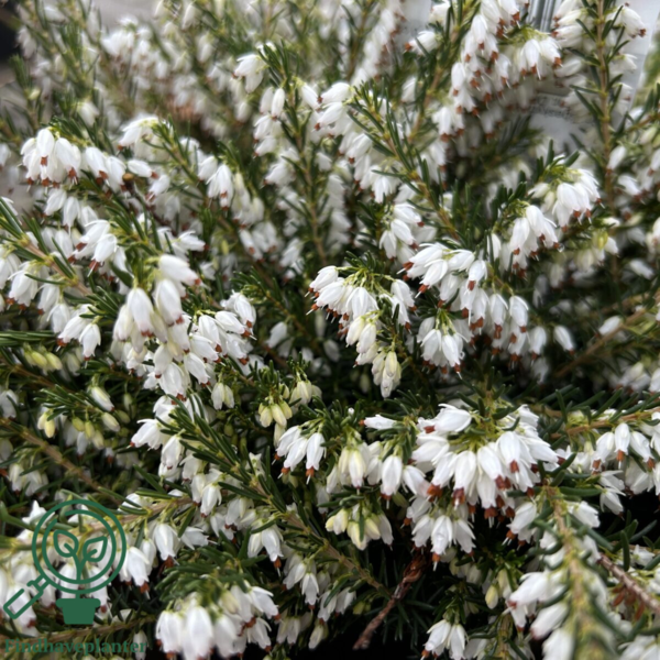 Erica x darleyensis ´Snow Surprise´