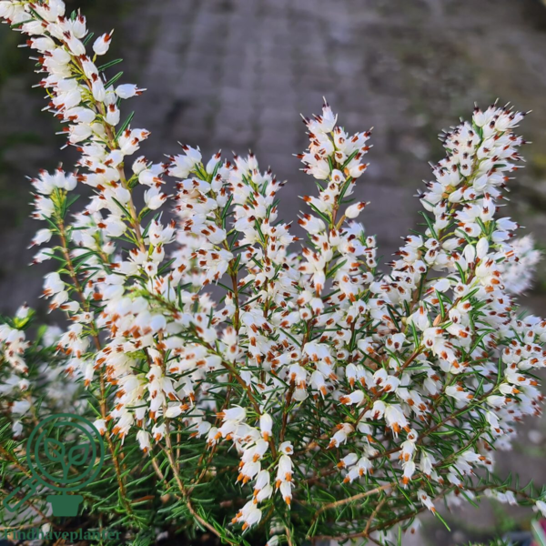Erica x darleyensis ´Snow Surprise´
