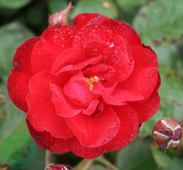 Rosa 'Lilli Marleen®' (Korlima)