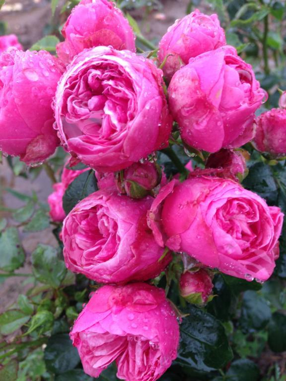 Rosa 'Lise Nørgård™' Plant'n'Relax®