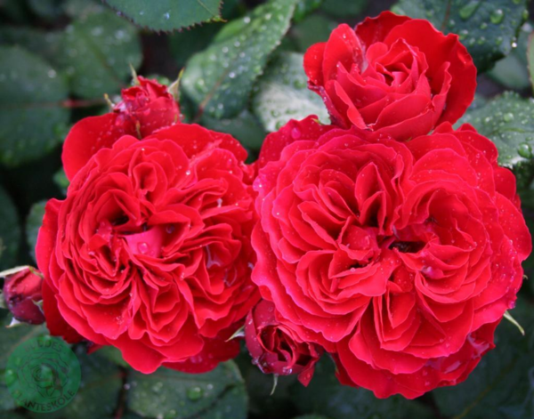 Rosa 'Look Good Feel Better™'