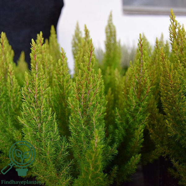 Erica aborea ‘Estrella Gold’, Trælyng