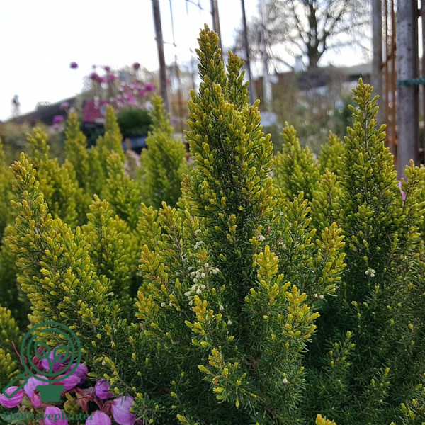 Erica aborea ‘Estrella Gold’, Trælyng