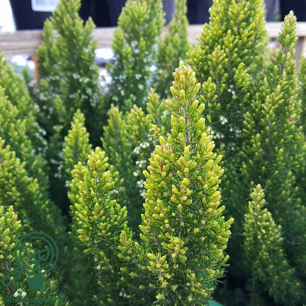 Erica aborea ‘Estrella Gold’, Trælyng