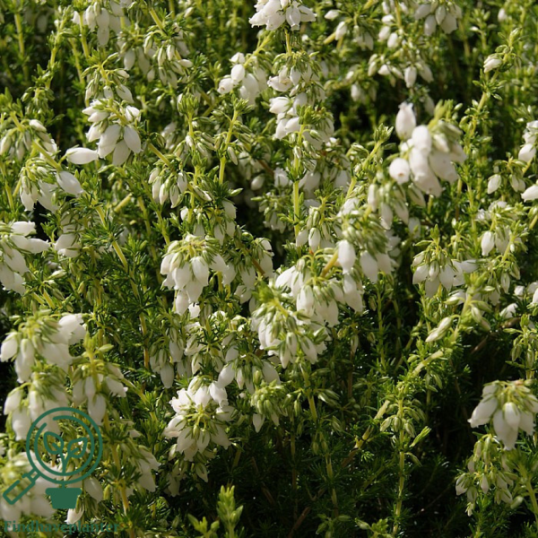 Erica cinerea ‘Alba Major’, Grålyng