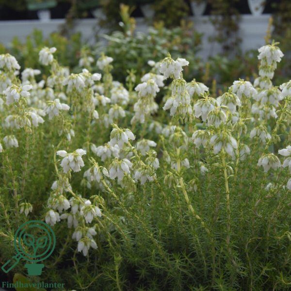 Erica cinerea ‘Alba Major’, Grålyng