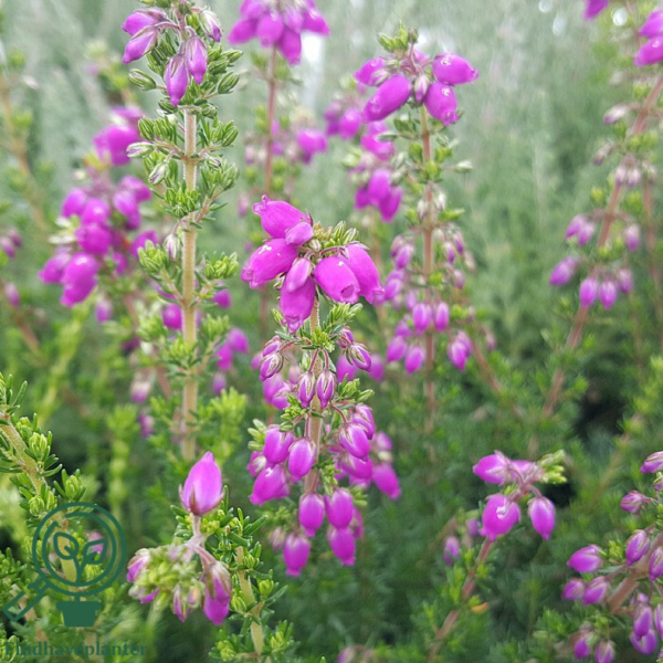 Erica cinerea ´Dave´, Forårslyng