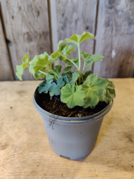 Alchemilla mollis 'Auslese', Løvefod