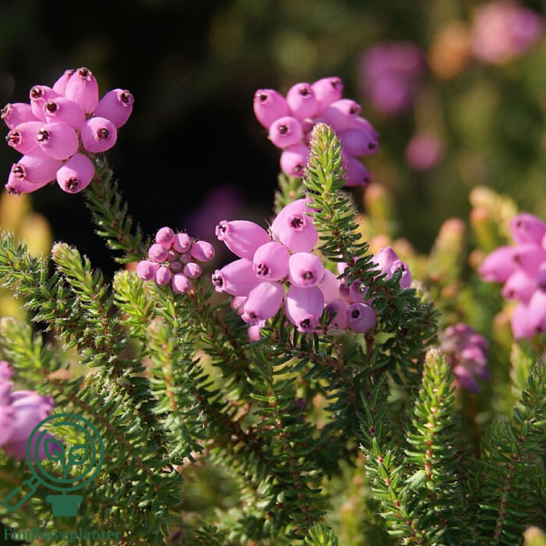 Erica x stuartii ‘Irish Orange’