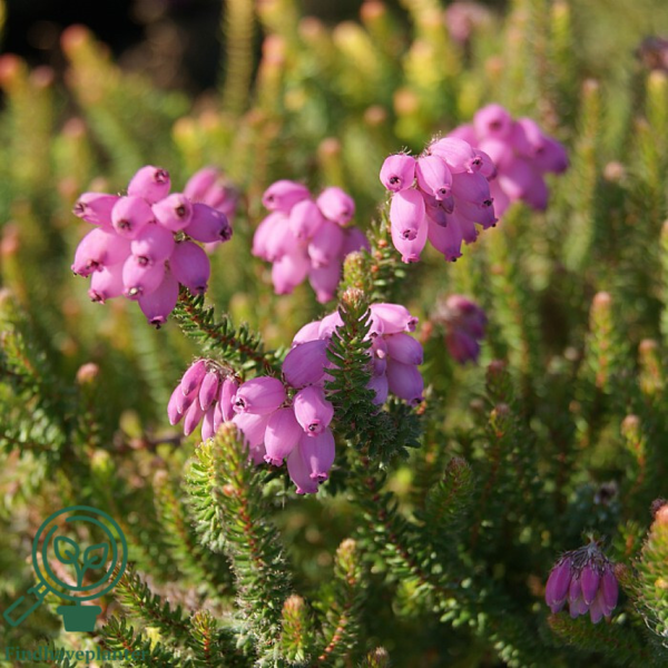 Erica x stuartii ‘Irish Orange’