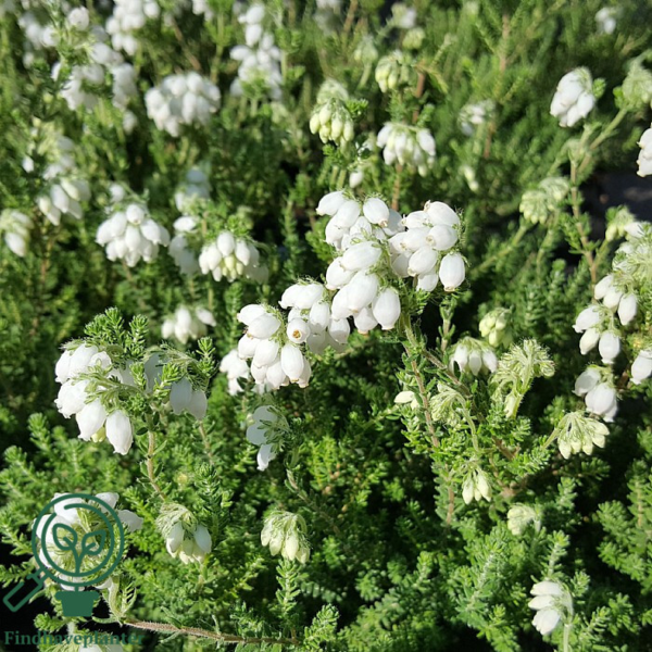 Erica tetralix ‘Alba’