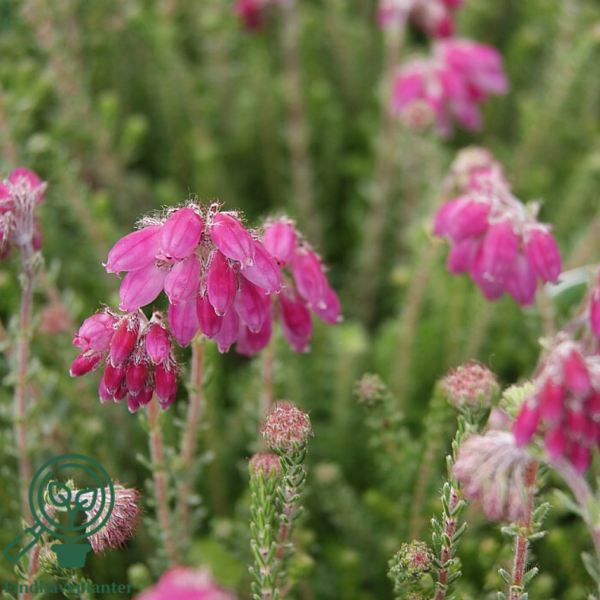 Erica tetralix ´Con Underwood´, Klokkelyng