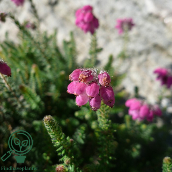 Erica tetralix ´Con Underwood´, Klokkelyng