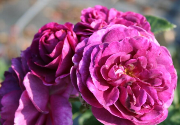 Rosa 'Minerva' (Vissancar)
