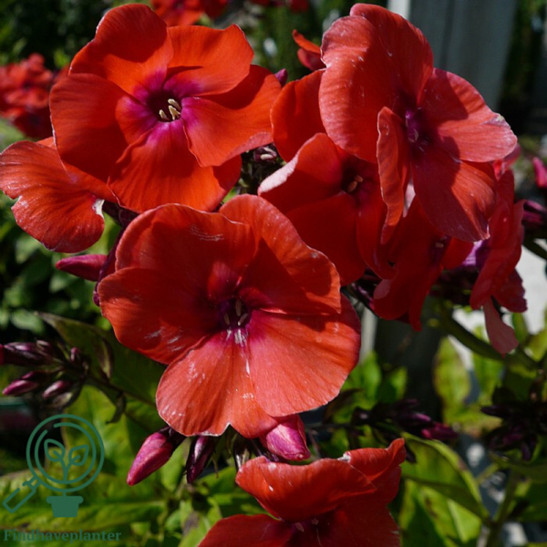 Phlox paniculata 'Orange Perfection', Høstfloks