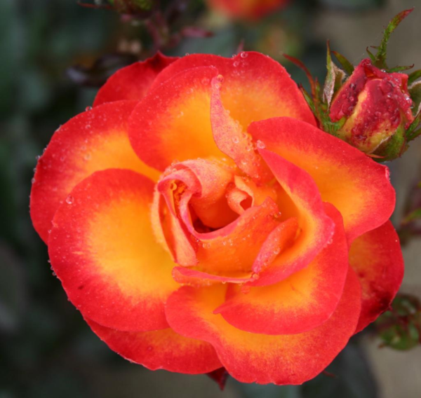 Rosa 'My story™' Plant'n'Relax®