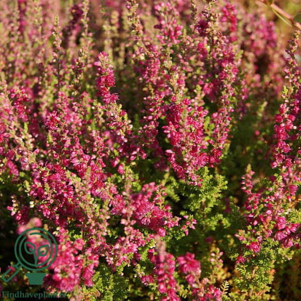 Calluna vulgaris ’Dark Beauty’ Efterårslyng