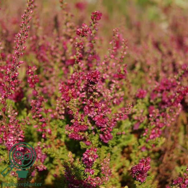 Calluna vulgaris ’Dark Beauty’ Efterårslyng