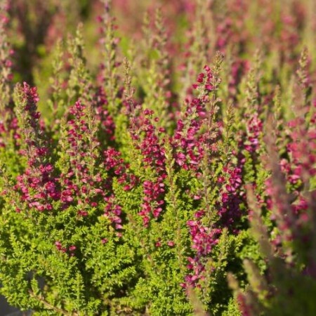 Calluna vulgaris ’Dark Beauty’ Efterårslyng