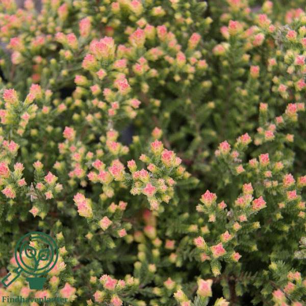 Calluna vulgaris ’Kerstin’, Efterårslyng