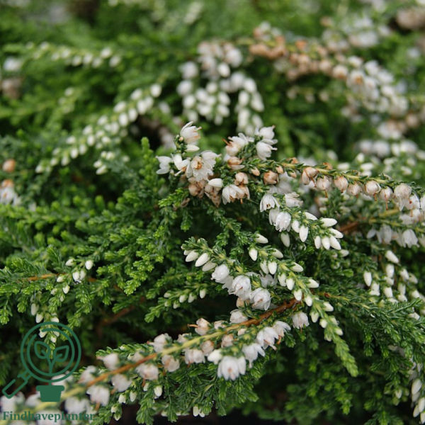 Calluna vulgaris ’Low White’, Efterårslyng