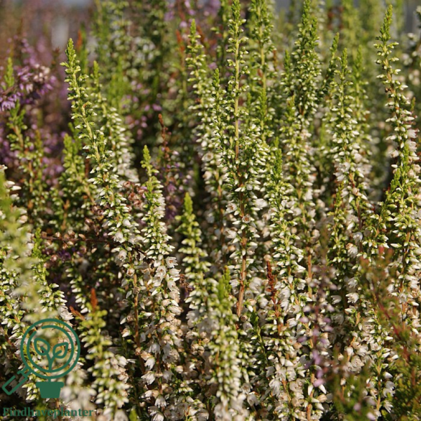 Calluna vulgaris ’Stephanie’, Efterårslyng