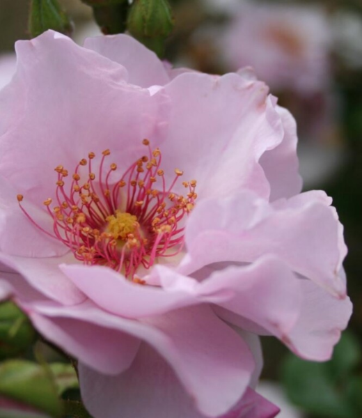 Rosa 'Odyssey'