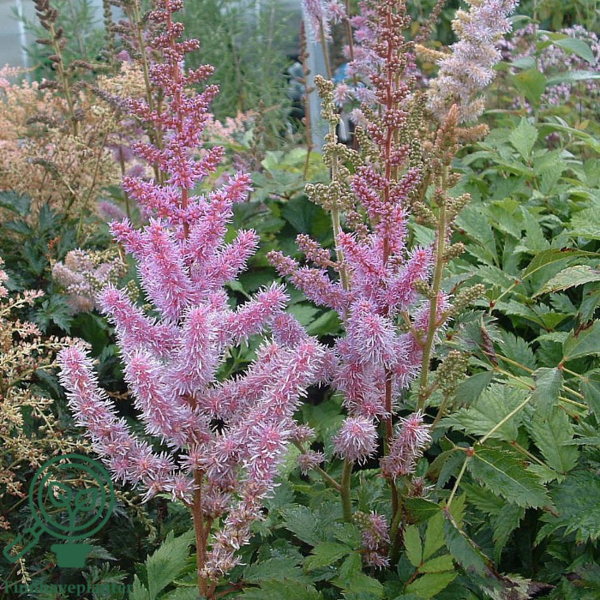 Astilbe chinensis 'Pumila', Astilbe