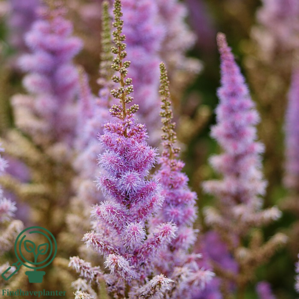 Astilbe chinensis 'Pumila', Astilbe